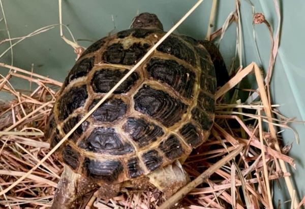 Пострадавших от браконьеров редких черепах передали в Ростовский зоопарк