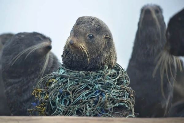 105 морских котиков в Сахалинской области освободили от пластиковых ошейников
