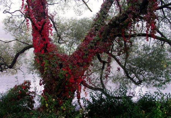 <br />
						Сухие деревья Новосибирска украсят лианами