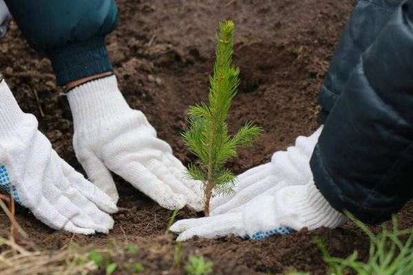 <br />
						В Крыму станет на 700 тысяч деревьев больше