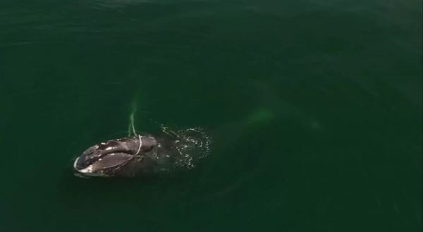 Запутавшийся в сетях редкий кит не подпускает к себе спасателей