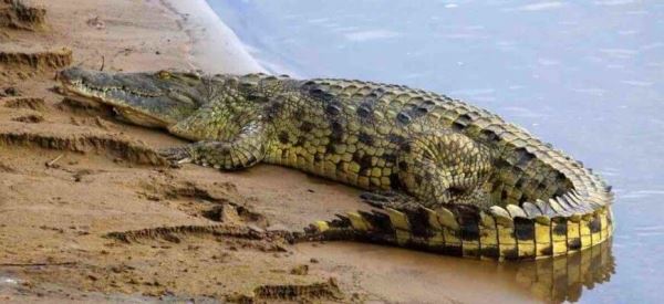 Ученые выяснили, если вымрут крокодилы, наступит экологическая катастрофа