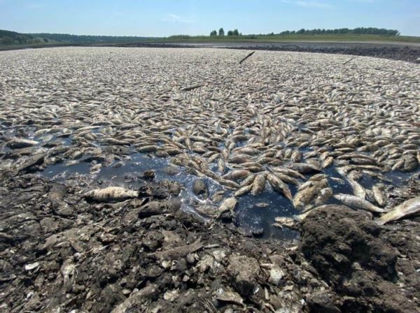 В гибели рыбы в алтайском озере обвиняют бобров
