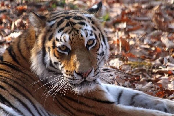 <br />
						В Еврейской АО создадут национальный парк амурских тигров