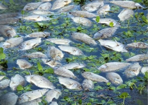 Из-за жары в швейцарских водоемах массово гибнет рыба