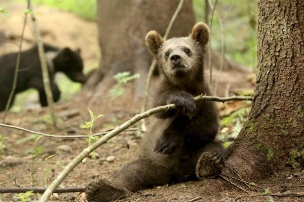 <br />
						В России под угрозой оказался уникальный центр по спасению медвежат-сирот