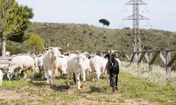 В Барселоне на борьбу с огнём призвали коз и овец