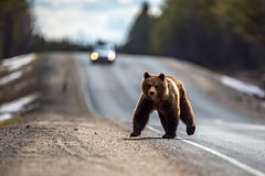 В России выбежавший на дорогу медведь спровоцировал смертельную аварию