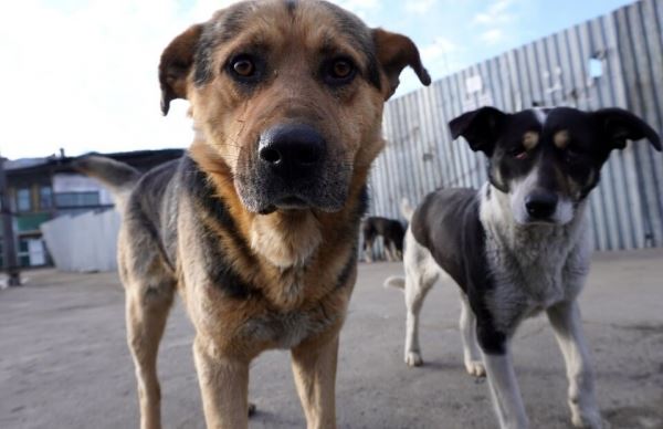 В Петербурге хотят запретить собакам лаять по ночам