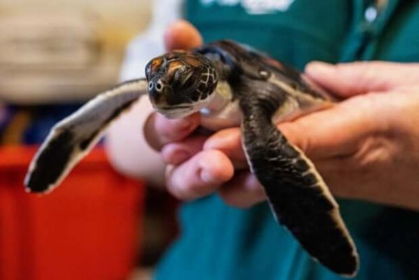 <br />
						В Австралии нашли детёныша черепахи, «наполненного» пластиком